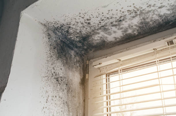 Trusted Commercial Mold Remediation service in Decatur, IL - Cheap Mold Removal